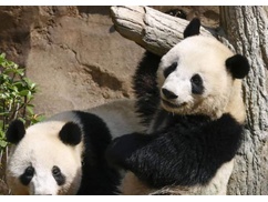 【速報】中国「日本からパンダを引き上げる」