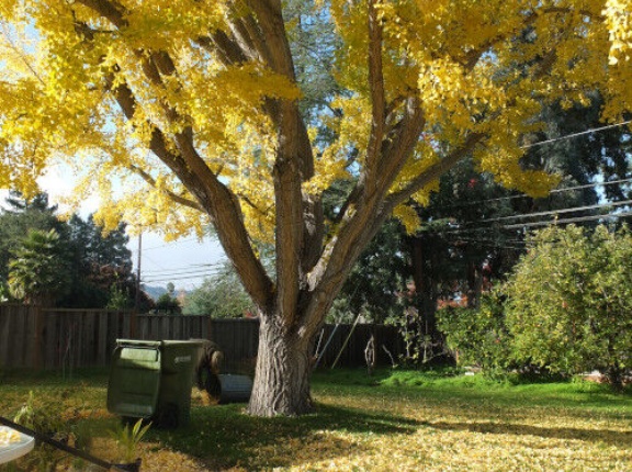 背の低いお隣さんでほっ