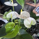 夏の観葉植物と夏祭り