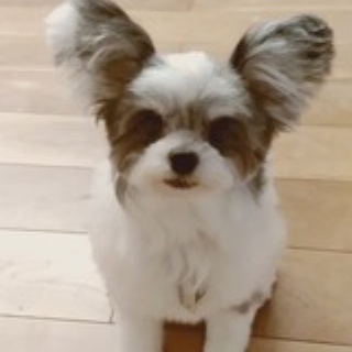 ダメぎみ嫁あっきうの気まぐれ日記