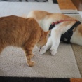 肉球の香り…