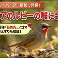 バーダーさんの情報で、シベリアのルビーの喉に会えた！