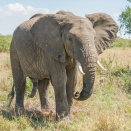 【愕然】うわぁああ…ホッキョクグマもゾウも敗北!? 世界最強ランキングが荒れすぎwww