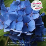 『栗原の風景　～紫陽花が彩る石段～』の画像