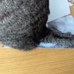 ねことアパートと1人暮らし～とらやんとおらと～