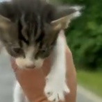 【動画】彡(ﾟ)(ﾟ)「捨て猫おるやん。保護したろ」　彡()()ﾟﾟ「ファッ！？」