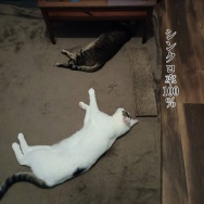 息子が育てるオクラの収穫！と、鶴のイメージ翼つくりました。