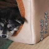 『大きな番犬「ゆき」』の画像