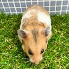 『新しい小動物の紹介です🐹』の画像