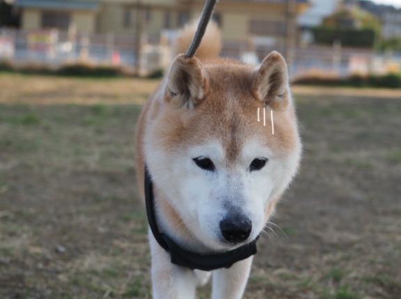 メンタル、弱っ！