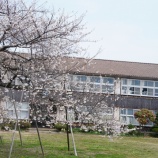 『【鷲崎】桜のさっちゃん咲きました!』の画像