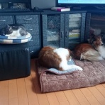 ボルゾイな生活