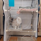 『不要になった大型ケージを譲って頂けると助かります🙇』の画像
