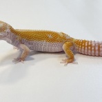 爬虫類クラブJ 横須賀店ブログ