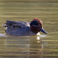 M池にコガモ♂