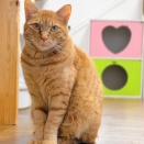 【猫ちゃん紹介④】シャー猫さんの魅力シリーズ　＊ミントくん＊