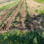 稲作と田舎の生活 （無農薬有機稲作）
