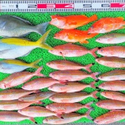 2026年5月16日　釣果