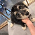 トリミング🐶