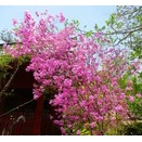 若葉とミツバツツジの龍峰寺