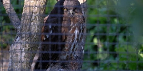 身近な野鳥ウォッチング フクロウ目フクロウ科