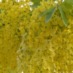 青い郊外の空の下・黄色と緑のセロファンの花たち