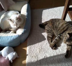 実物のﾈｺﾁｬﾝたちセカンド225