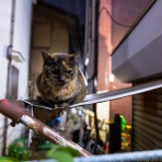 猫写真家・沖 昌之のブログ　野良ねこちゃんねる。　