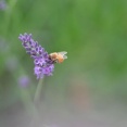 いい天気だからラベンダー畑で蜂を撮ってきた🪻🐝📸（※画像あり）