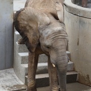 砥愛ちゃん、まだまだ上っています！下りています！