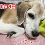 ガオだらけな日々　