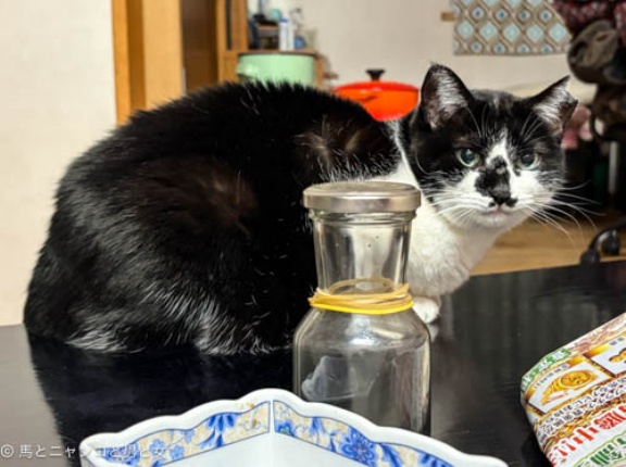 猫見酒