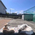 日向ぼっこ。
