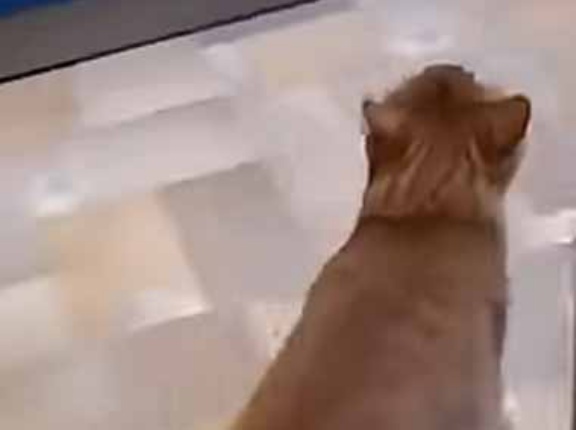 【閲覧注意】 帰宅したカレが「お土産」を持ってきた。夕飯はこれでも食べな♪ → ちょっと無理です…