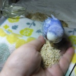 PBFDそらちゃんと☆あむしろインコ日記☆