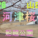 『2026 船越公園　河津桜咲く』の画像