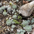 多肉倶楽部 Sincere　(神奈川県秦野市寺山より配信中）