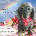 ペットセレモニーベル天国の天使達