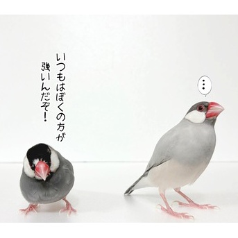 ペレット事情がまた変化しました