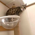 ハ〜ナクソ王子〜♪