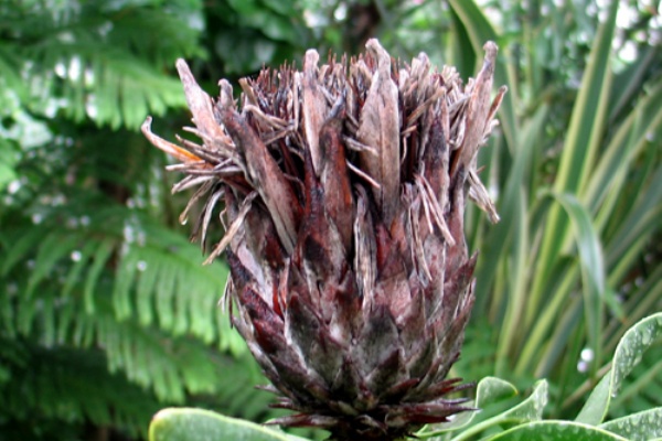 Alex S Garden Party プロテア