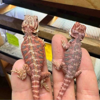 爬虫類倶楽部大宮店公式ブログ