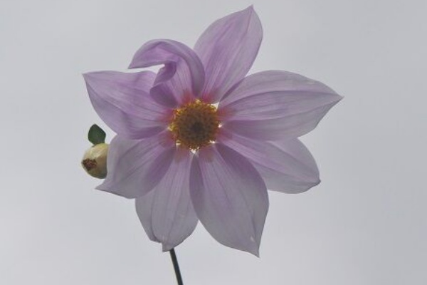 花いろいろ 皇帝ダリア