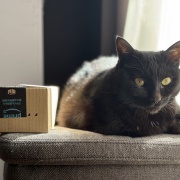 【猫写真】今日の猫たちの様子