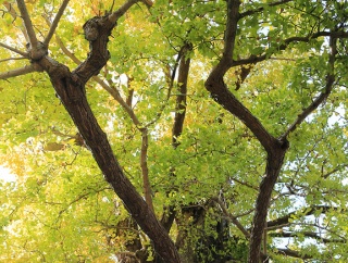 見頃はもうちょっと先。霊山寺のイチョウ事情。公衆電話は撤去が決まりました。（沼津市本郷町）