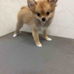 長野県 上田市  ペットショップ             ワンラブ                       アリオ上田店ブログ