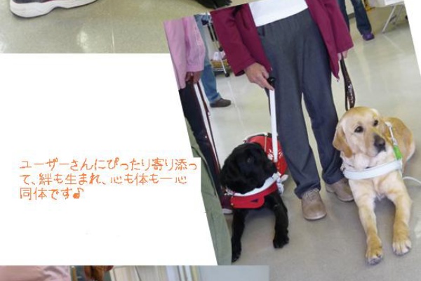 盲導犬lab Amp Loveオフィシャルブログ 盲導犬訓練センター