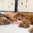 可愛いこたくさん