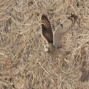 コミミズクの狩りは失敗 Short-eared Owl