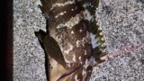 魚釣れたんやけどどう調理するのがええんや（※画像あり）